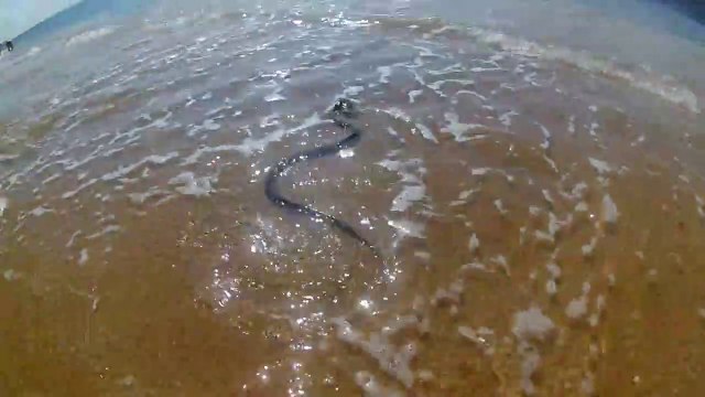 Des touristes tombent sut un gros serpent en pleine chasse en bord de plage
