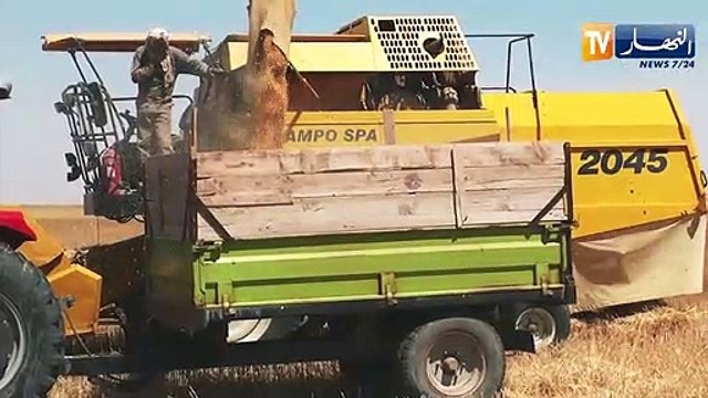 الوادي: توقعات بمضاعفة إنتاج الحبوب وسط عراقيل يتكبدها الفلاح بالشكشاك