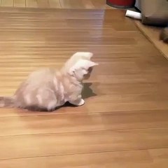 Cette vidéo du chaton jouant avec son ombre va faire fondre ton cœur