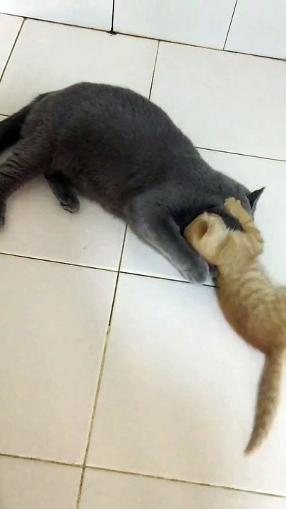 The orange cat's revenge is not late after 3 months.