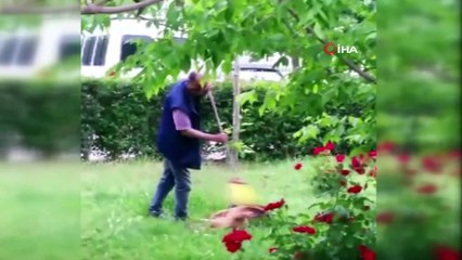 Pendik’de belediye işçisi ile sokak köpeğinin iç ısıtan görüntüleri kamerada