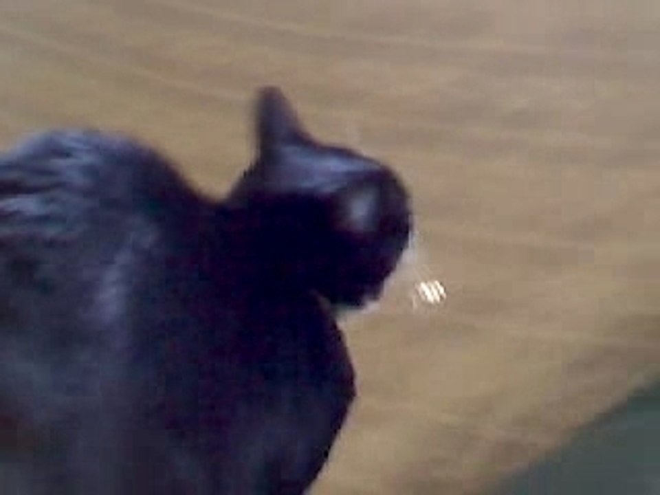 chat Boubou roooo