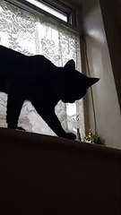 MY CUTE CAT!