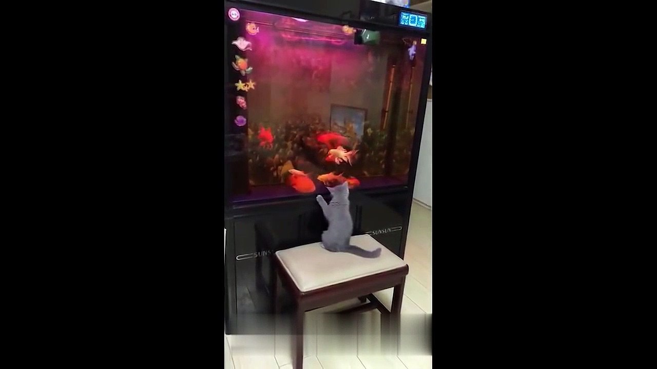 Cute_and_Funny_Cats_And_Kittens