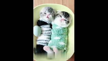 Cute Kittens Will Melt Your Heart