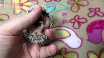 Cute_And_Funny_Hedgehog