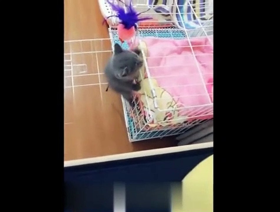 Cute_cat_and_dog_funny_