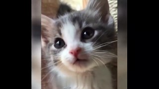 Cute_Cats_and_Little_Kittens_Meowing_and_Talking_