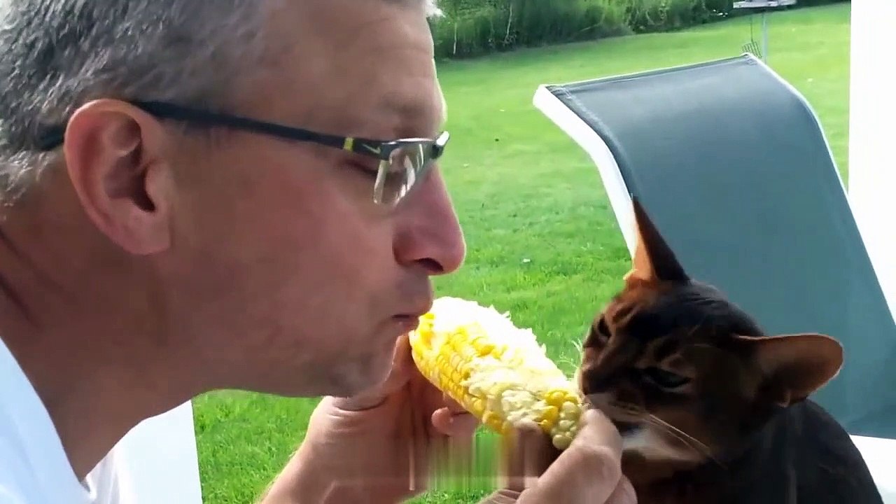 Cute_Cats_and_Owners_