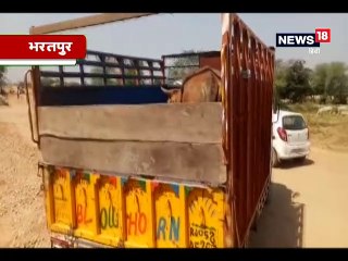 भरतपुर में पुलिस और गौ तस्करों के बीच चलीं गोलियां, 8 गौवंश मुक्त