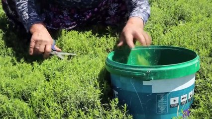 Lezzet ve şifa deposu zahter geçim kaynakları oldu - HATAY