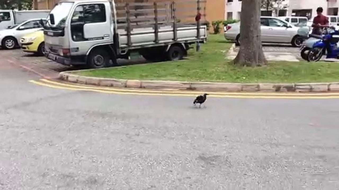 Crow jumping