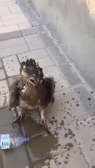 Susuzluktan ölmek üzere olan bir kuş