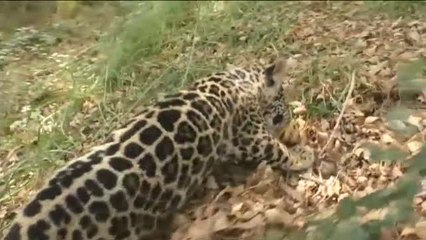 Nueva bebé jaguar en el zoológico de Tlaxcala, en México
