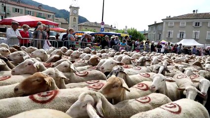 Sisteron : la transhumance met l'agneau à l'honneur