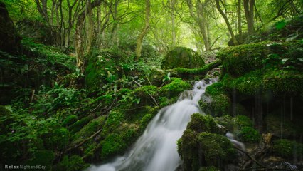Babbling Brook in Wild Green Forest | 10 Hours - 4K, Water Sounds, Deep Sleep, Focus, Studying, White Noise, Nature Sound