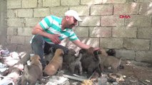 Asgari ücretli, 14 yavru köpeği evinde besliyor