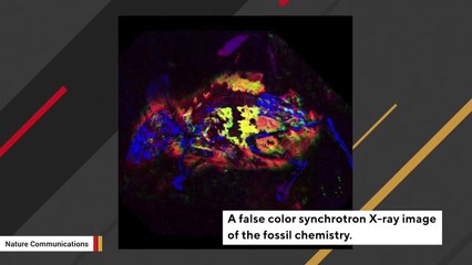 This 3-Million-Year-Old Fossilized Mouse Found In A German Village Has Red Fur