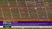 México critica medidas extremas de EEUU para productores de tomate