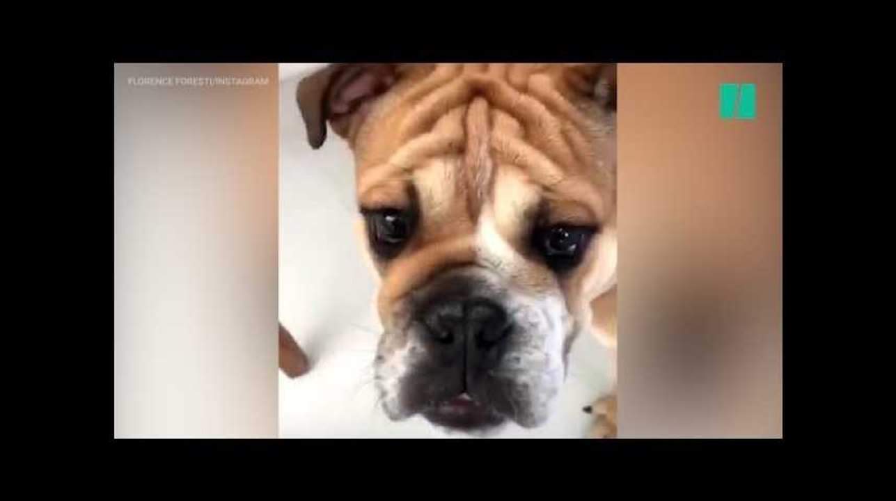 Sur Instagram, Florence Foresti se lance dans un sketch hilarant avec son nouveau chien