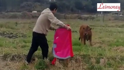 Cows like red,on-site testing, not in line with the facts.funny