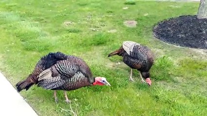 Territorial Turkeys Confront Man on Bike
