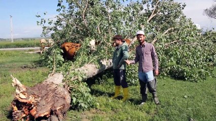 Amasya'da sağanak ve dolu etkili oldu (2)