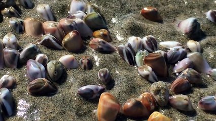 Il trouve des millions de bébés coques sur la plage