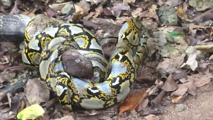 Cobra royal contre Python... Mais qui aura le dessus?