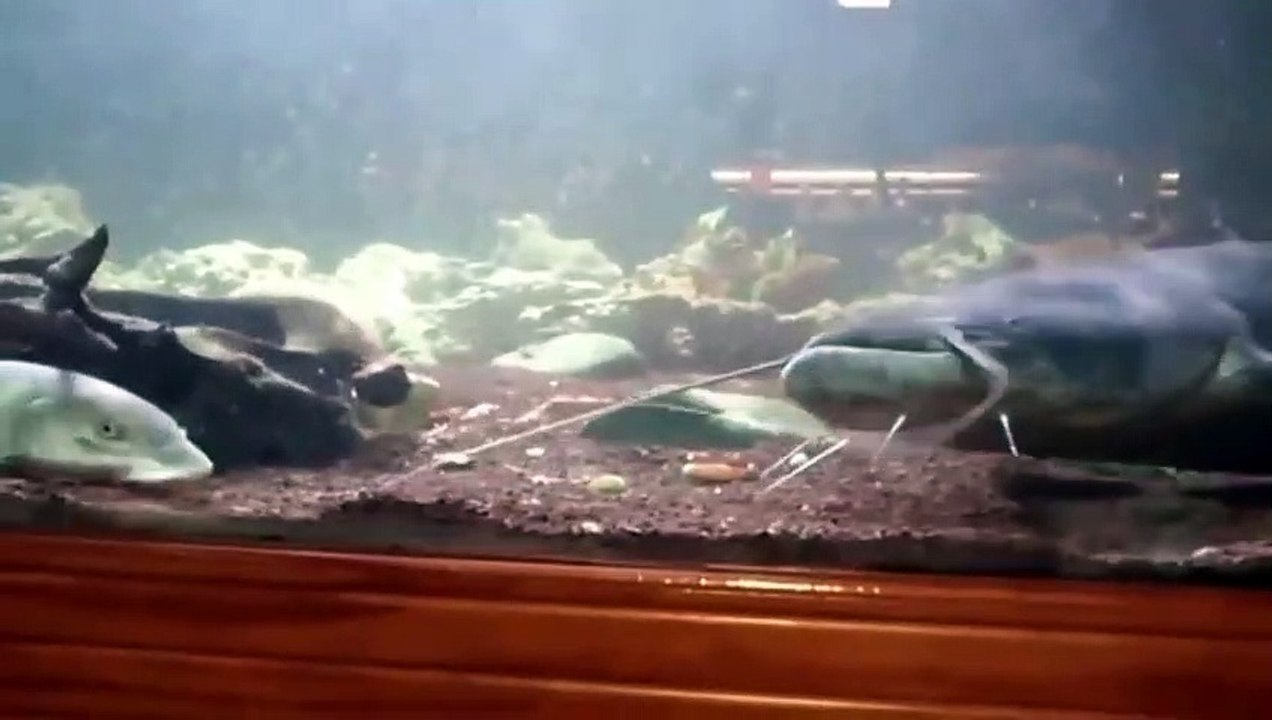 Ce gros poisson chat affamé avale un poisson aussi gros que lui
