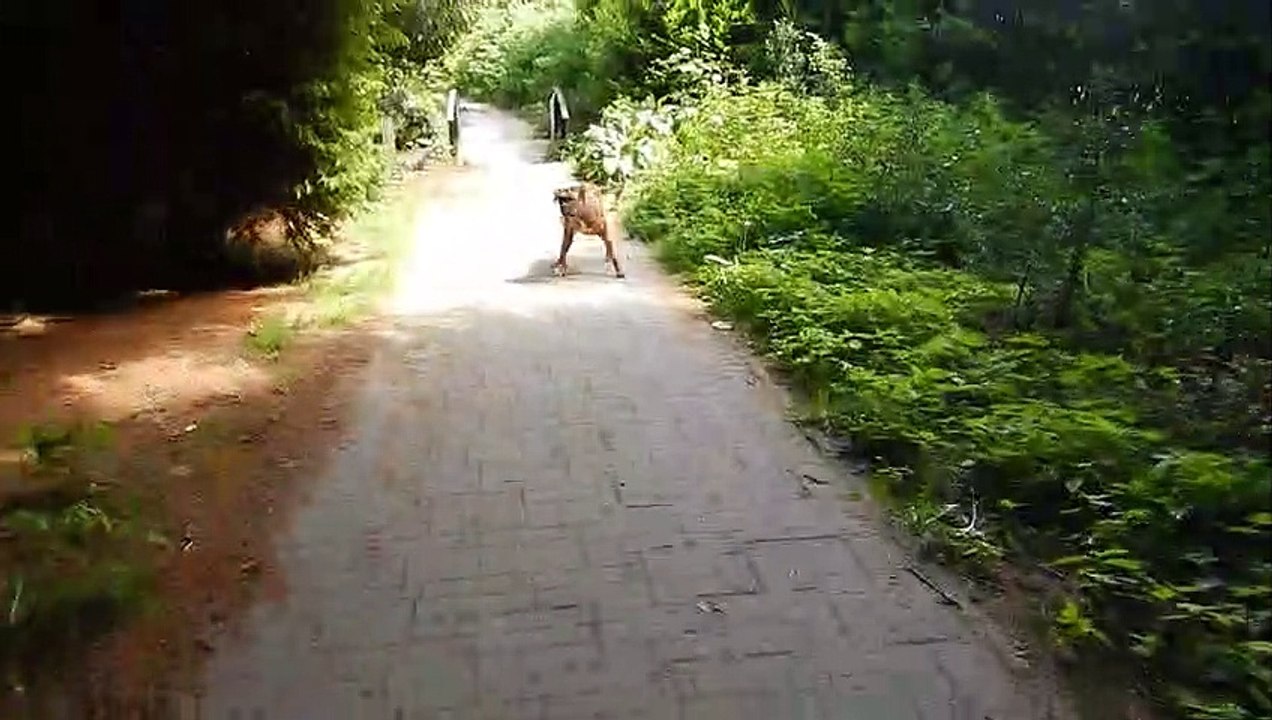 2019-05-25, Patou à Beekhuizen, Rosendael et Overbeek
