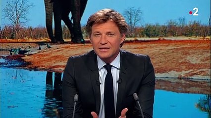 Botswana : la chasse aux éléphants de nouveau autorisée