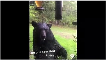 Bear caught stealing Bird Feed!