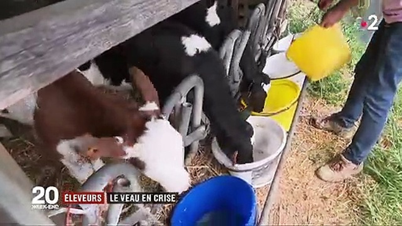 Consommation : boudé par les Français, le veau est en crise