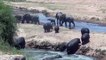 Elephant Defends Her Baby From Two Hippo - Elephants Rescue From Animal Attack - Animals Save