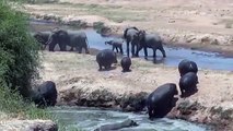 Elephant Defends Her Baby From Two Hippo - Elephants Rescue From Animal Attack - Animals Save