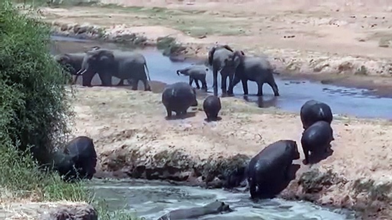 Elephant Defends Her Baby From Two Hippo - Elephants Rescue From Animal Attack - Animals Save