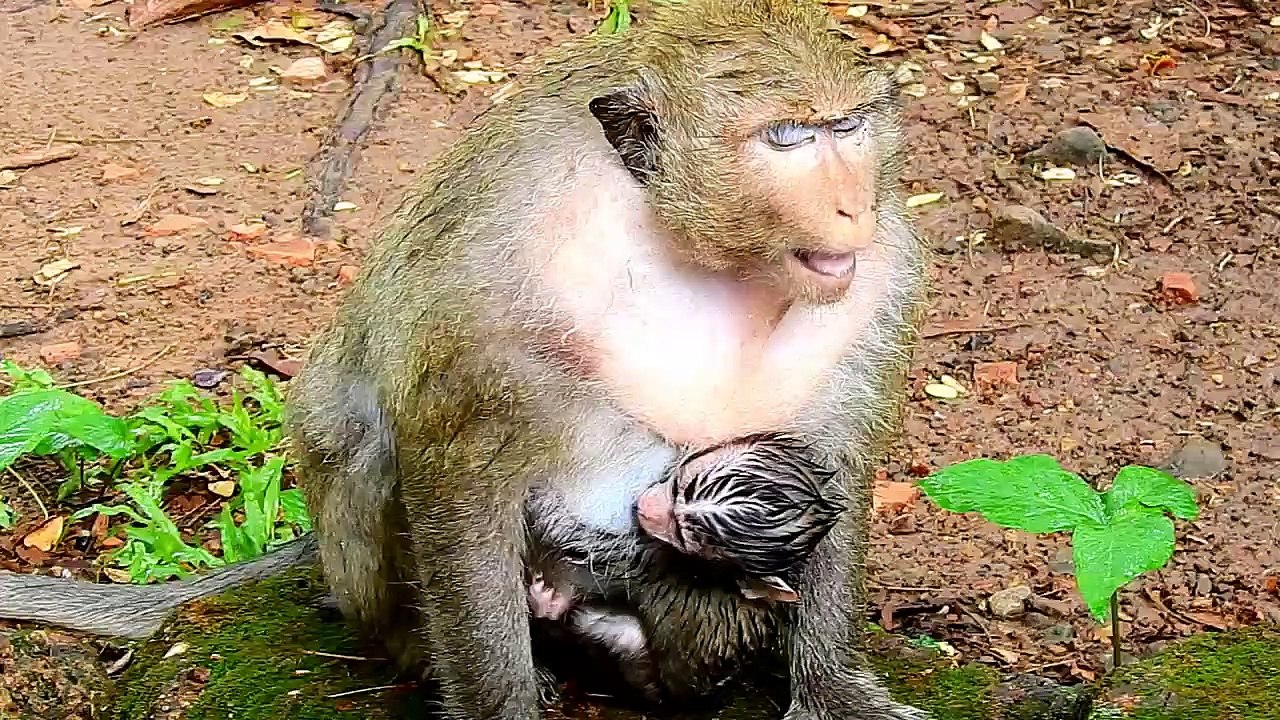 Best Watch! Baby Monkey Daniela Cries So Loudly While Queen Dolley Attack From Dana.