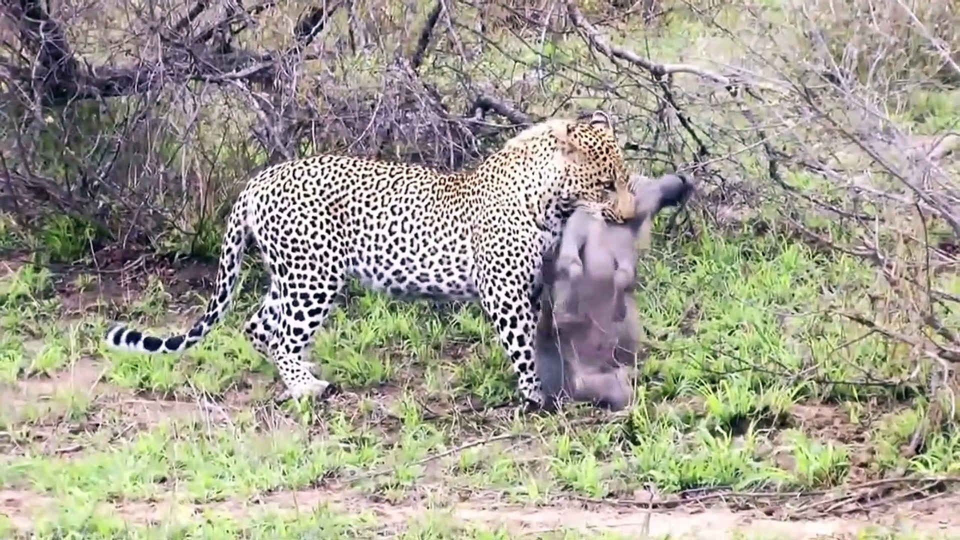 Cheetah vs WarThog! Cheetah attack the running Warthog! Cheetah rob Baby Warthog from Mother Warthog