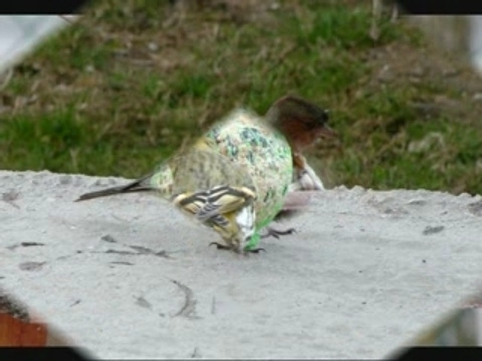 Les petits oiseaux