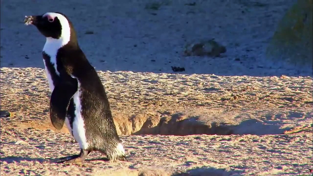 PENGUINS Animals for children. Kids videos. Kindergarten - Preschool learning