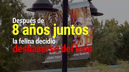 Internacional | Está leona mató al padre de sus cachorros en Estados Unidos