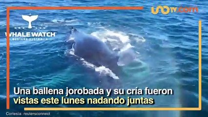 Entretenimiento | Así juega una ballena con su cría bebé