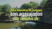 Internacional |  Zoológicos ofrecen helados de verduras para 