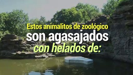 Internacional |  Zoológicos ofrecen helados de verduras para "la calor"