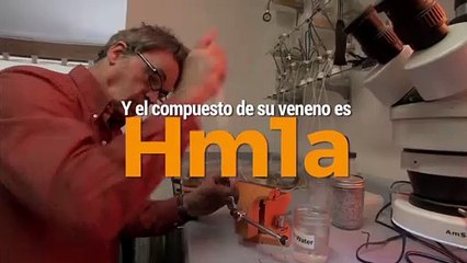 Tecnología y Ciencia | Este tipo de araña podría curar la epilepsia infantil