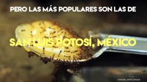 Nacional | Las increíbles hormigas mexicanas que producen miel