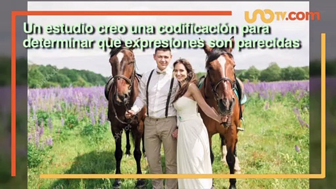 Tecnología y Ciencia | Los caballos tienen expresiones faciales como las de los humanos