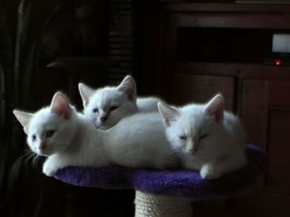 Chats en Concert 2007