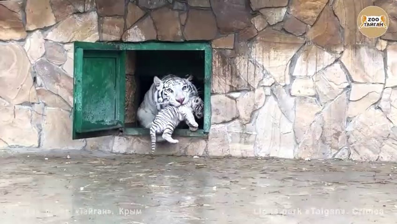 Шахерезада_с_малышами._Тайган._Крым.___White_tigress_Scheherazade_and_cubs